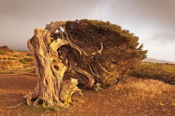 Canary Islands juniper (Juniperus cedrus), Nature Reserve El Sabinar, UNESCO Biosphere Reserve