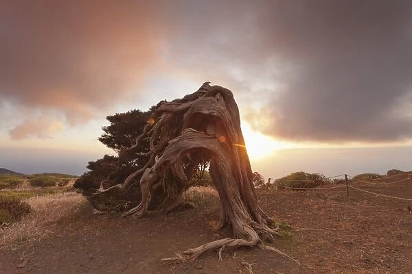 Canary Islands juniper (Juniperus cedrus) at sunset, Nature Reserve El Sabinar, UNESCO