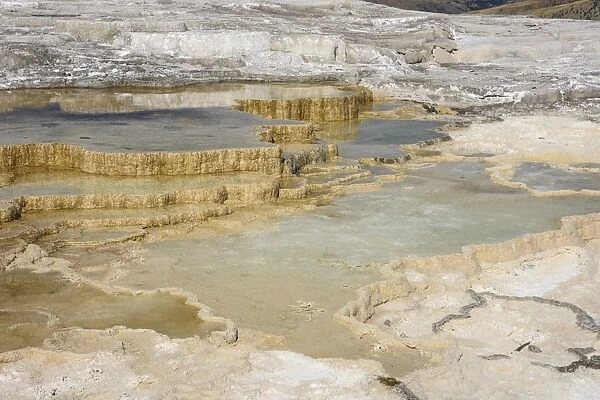 Canary Spring, Travertine Terraces, Mammoth Hot Springs, Yellowstone National Park