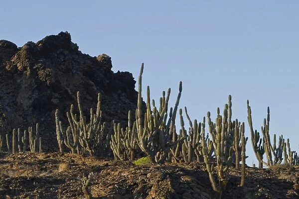 Candelabra cactus, Sombrero Chino Island, Galapagos Island Archipelago, UNESCO World Heritage Site, Ecuador, South America