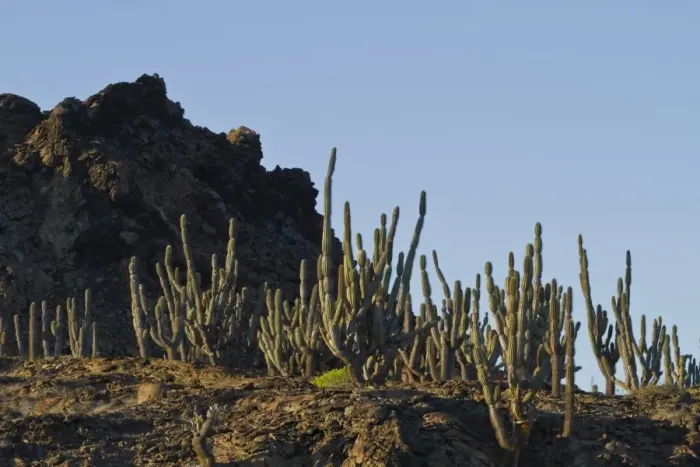 Framed Print : Candelabra cactus, Sombrero Chino Island, Galapagos Island Archipelago, UNESCO World Heritage Site, Ecuador, South America Framed Print : Candelabra cactus, Sombrero Chino Island, Galapagos Island Archipelago, UNESCO World Heritage Site, Ecuador, South America