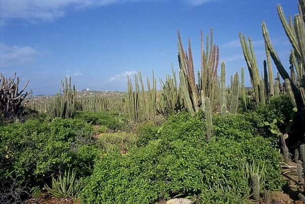 Candle cacti, Arikok National Park, Aruba, West Indies, Caribbean, Central America
