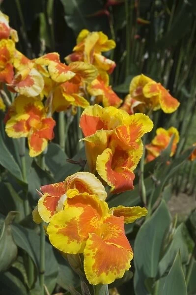 Canna lilies, Costa Rica, Central America
