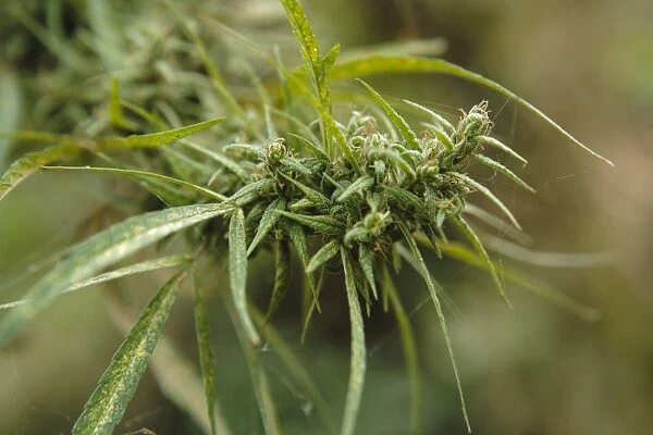 Cannabis (Cannabis Sativa) bud grown locally by villagers for recreational use, Pokhara, Nepal, Asia