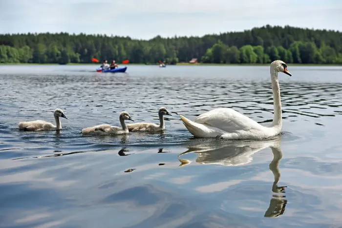 Framed Print : Canoe trip with swans on Lake Srovinaitis around Ginuciai, Aukstaitija National Park, Lithuania, Europe Framed Print : Canoe trip with swans on Lake Srovinaitis around Ginuciai, Aukstaitija National Park, Lithuania, Europe