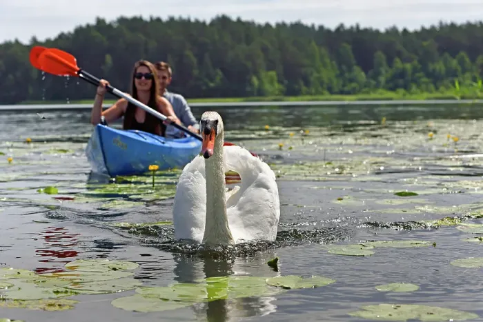 Framed Print : Canoe trip with swans on Lake Srovinaitis around Ginuciai, Aukstaitija National Park, Lithuania, Europe Framed Print : Canoe trip with swans on Lake Srovinaitis around Ginuciai, Aukstaitija National Park, Lithuania, Europe