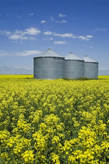 Framed Print : Canola field in Saint Agathe, Winnipeg region, Manitoba, Canada, North America