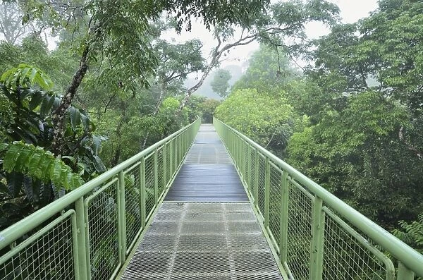 Canopy Walkway, Sepilok Rainforest Discovery Center, Sabah, Borneo, Malaysia