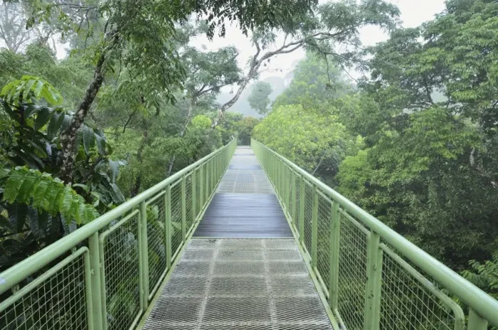 Framed Print : Canopy Walkway, Sepilok Rainforest Discovery Center, Sabah, Borneo, Malaysia Framed Print : Canopy Walkway, Sepilok Rainforest Discovery Center, Sabah, Borneo, Malaysia
