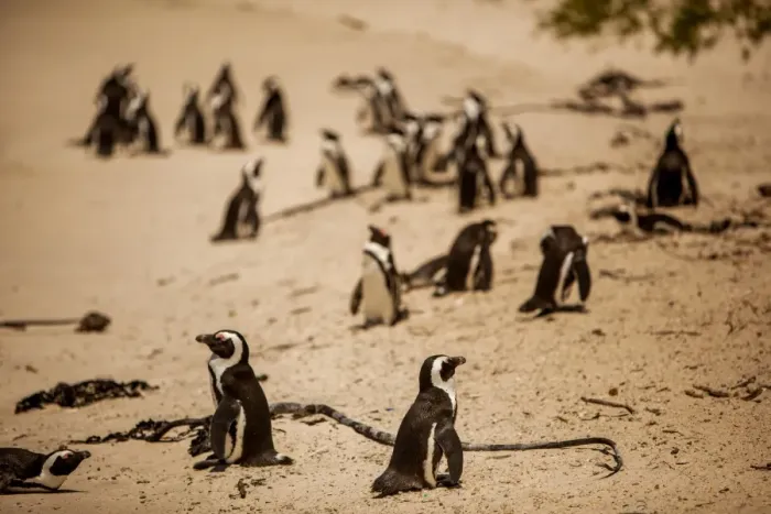Framed Print : Cape African penguins, Boulders Beach, Cape Town, South Africa, Africa Framed Print : Cape African penguins, Boulders Beach, Cape Town, South Africa, Africa