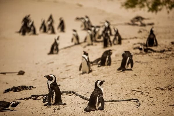 Cape African penguins, Boulders Beach, Cape Town, South Africa, Africa