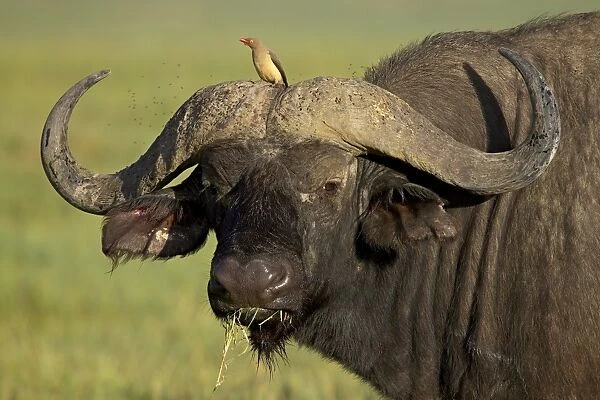 Cape buffalo (African buffalo) (Syncerus caffer) with a red-billed oxpecker (Buphagus erythrorhynchus), Ngorongoro Crater, Ngorongoro Conservation Area, Tanzania, East