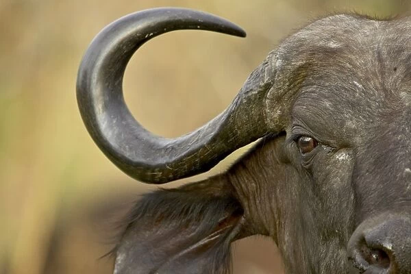 Cape buffalo or African buffalo (Syncerus caffer)
