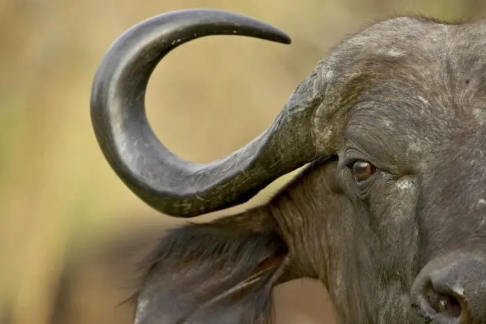 Framed Print : Cape buffalo or African buffalo (Syncerus caffer)