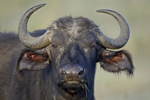 Cape buffalo (African buffalo) (Syncerus caffer), Lake Nakuru National Park