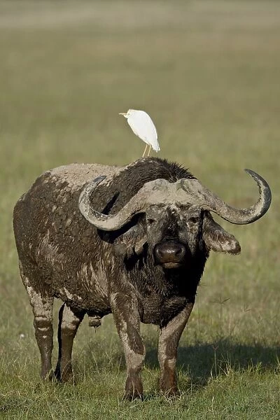 Cape buffalo (African buffalo) (Syncerus caffer) with a cattle egret (Bubulcus ibis) on its back