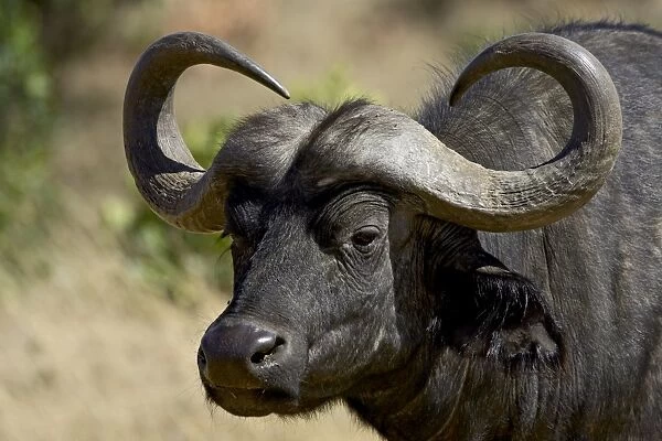 Cape buffalo (African buffalo) (Syncerus caffer), Masai Mara National Reserve