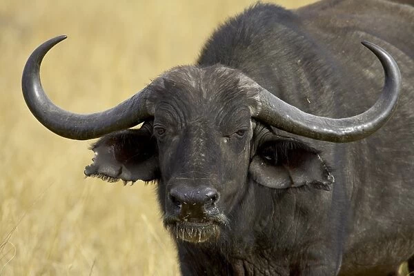 Cape buffalo (African buffalo) (Syncerus caffer), Masai Mara National Reserve