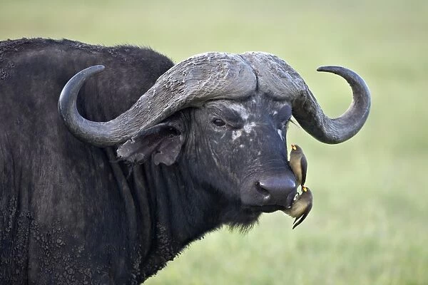 Cape buffalo (African buffalo) (Syncerus caffer) and two yellow-billed oxpeckers (Buphagus africanus), Ngorongoro Crater, Tanzania, East Africa, Africa
