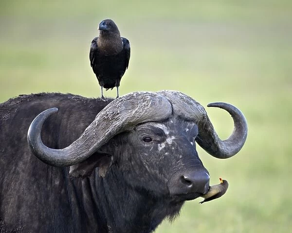 Cape Buffalo (African buffalo) (Syncerus caffer), white-naped raven (white-necked raven) (Corvus albicollis) and a yellow-billed oxpecker (Buphagus africanus), Ngorongoro Crater, Tanzania, East Africa, Africa