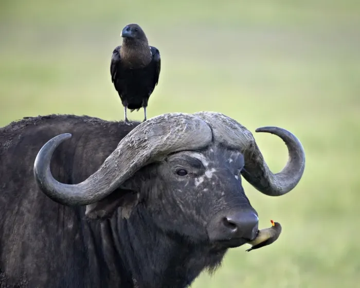 Framed Print : Cape Buffalo (African buffalo) (Syncerus caffer), white-naped raven (white-necked raven) (Corvus albicollis) and a yellow-billed oxpecker (Buphagus africanus), Ngorongoro Crater, Tanzania, East Africa, Africa Framed Print : Cape Buffalo (African buffalo) (Syncerus caffer), white-naped raven (white-necked raven) (Corvus albicollis) and a yellow-billed oxpecker (Buphagus africanus), Ngorongoro Crater, Tanzania, East Africa, Africa
