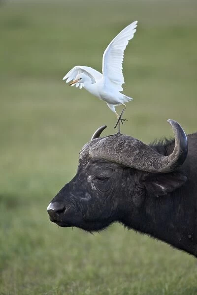 Cape buffalo (African buffalo) (Syncerus caffer) and cattle egret (Bubulcus ibis), Ngorongoro Crater, Tanzania, East Africa, Africa