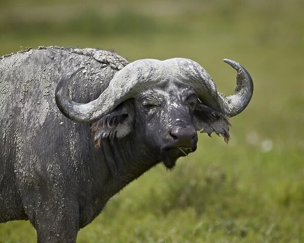 Cape buffalo (African buffalo) (Syncerus caffer) covered with white mud, Ngorongoro Crater, Tanzania, East Africa, Africa