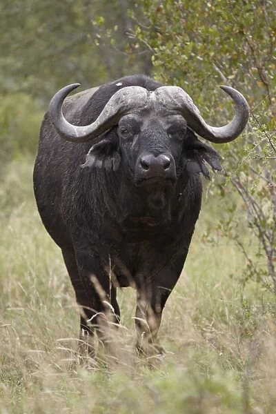 Cape Buffalo (African Buffalo) (Syncerus caffer), Kruger National Park, South Africa, Africa