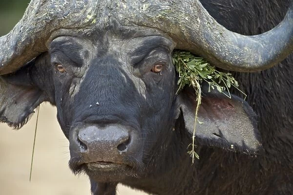 Cape buffalo (African buffalo) (Syncerus caffer) bull, Kruger National Park, South Africa, Africa