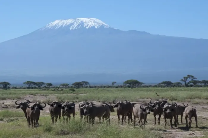 Framed Print : Cape buffalo, Amboseli National Park, with Mount Kilimanjaro in the background Framed Print : Cape buffalo, Amboseli National Park, with Mount Kilimanjaro in the background