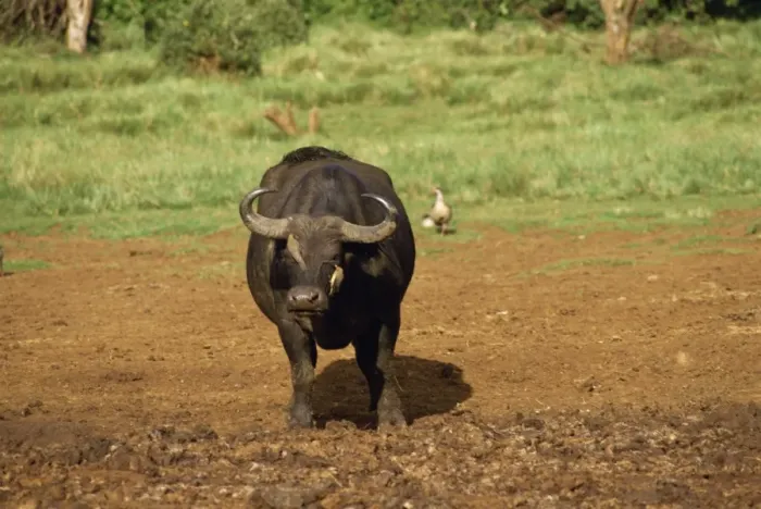 Framed Print : Cape buffalo at the Ark Framed Print : Cape buffalo at the Ark