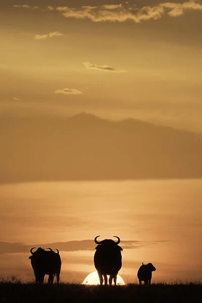 Cape buffalo in silhouette at sunset on the Msai Mara, Kenya, East Africa, Africa