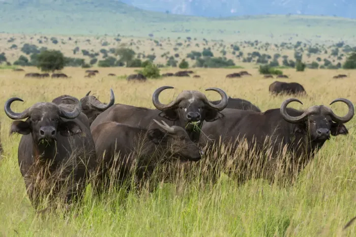 Framed Print : Cape buffalo (Syncerus caffer), Tsavo, Kenya, East Africa, Africa Framed Print : Cape buffalo (Syncerus caffer), Tsavo, Kenya, East Africa, Africa