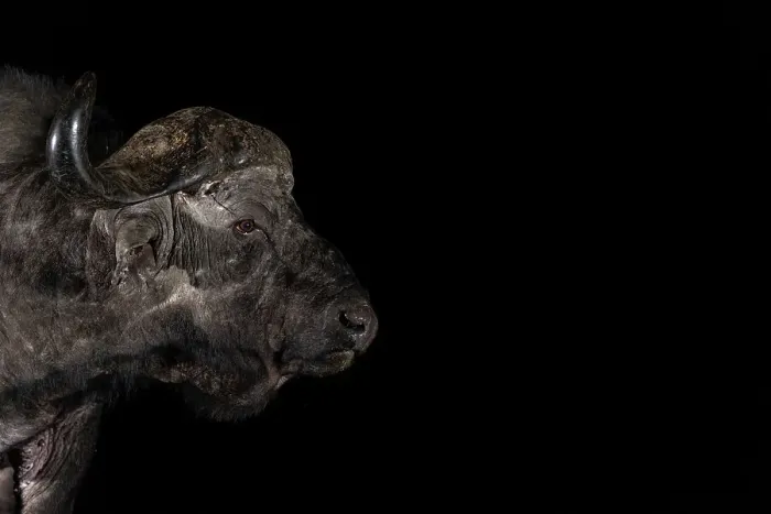 Framed Print : Cape buffalo (Syncerus caffer) bull at night, Zimanga private game reserve, South Africa, Africa Framed Print : Cape buffalo (Syncerus caffer) bull at night, Zimanga private game reserve, South Africa, Africa