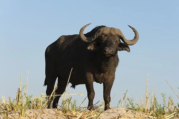 A Cape buffalo (Syncerus caffer), Chobe National Park, Botswana, Africa