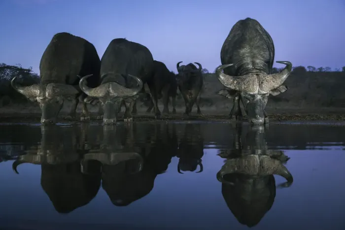 Framed Print : Cape buffalo (Syncerus caffer) drinking at dusk, Zimanga private game reserve Framed Print : Cape buffalo (Syncerus caffer) drinking at dusk, Zimanga private game reserve