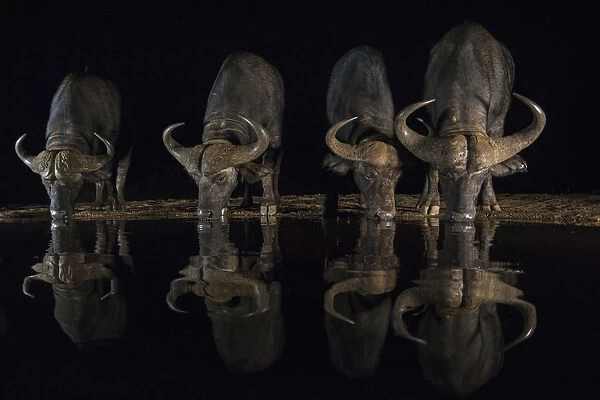 Cape buffalo (Syncerus caffer) drinking at night, Zimanga private game reserve, KwaZulu-Natal