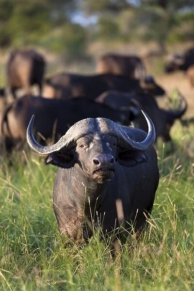 Cape buffalo (Syncerus caffer), Kruger National Park, South Africa, Africa