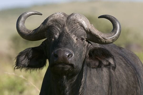 Cape buffalo (Syncerus caffer), Masai Mara National Reserve, Kenya, East Africa, Africa