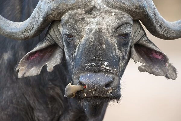 Cape buffalo (Syncerus caffer) with redbilled oxpecker (Buphagus erythrorhynchus), Kruger Park, South Africa, Africa