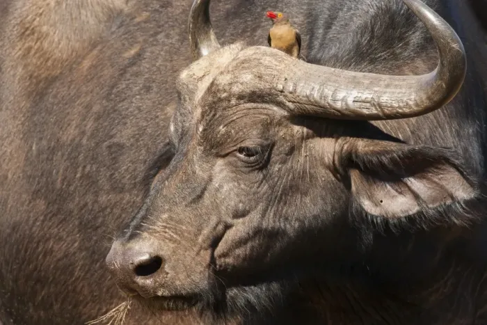 Framed Print : Cape buffalo (Syncerus caffer) with redbilled oxpecker, Hluhluwe-Imfolozi Park, KwaZulu Natal, South Africa, Africa Framed Print : Cape buffalo (Syncerus caffer) with redbilled oxpecker, Hluhluwe-Imfolozi Park, KwaZulu Natal, South Africa, Africa