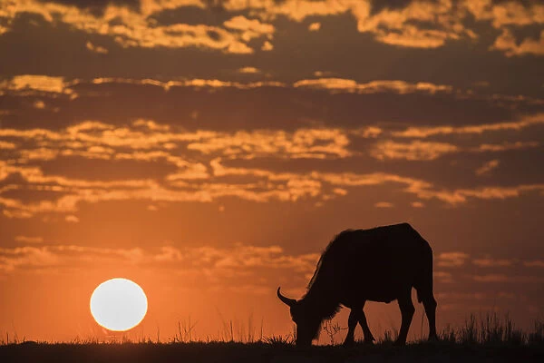 Cape buffalo (Syncerus caffer) at sunset, Chobe National Park, Botswana, Africa