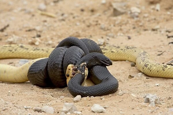 Cape cobra (Naja nivea) and mole snake (Pseudaspis cana) fighting
