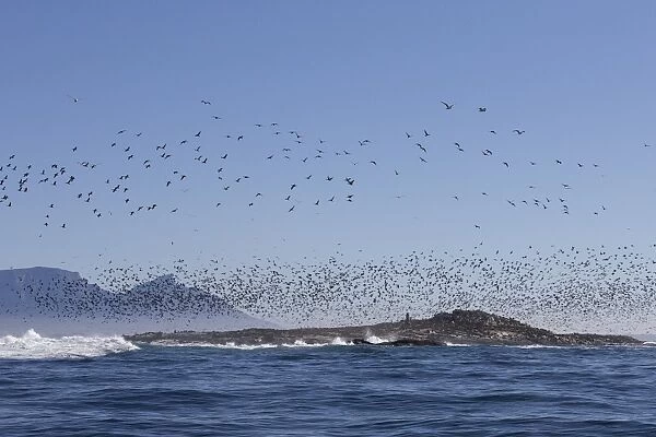 Cape cormorant (Phalacrocorax capensis), Seal Island, False Bay, Simonstown, Western Cape, South Africa, Africa