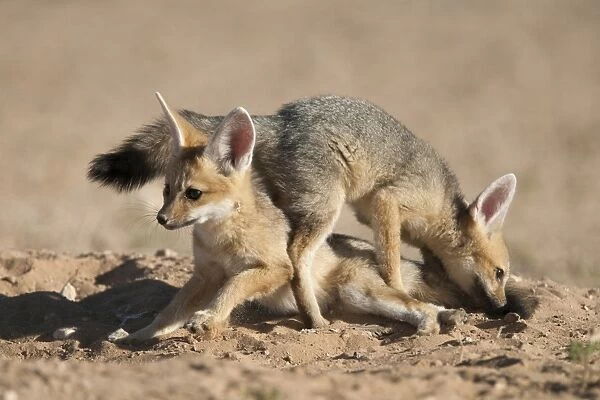 Cape fox (Vulpes chama) cubs playing, Kgalagadi Transfrontier Park, Northern Cape
