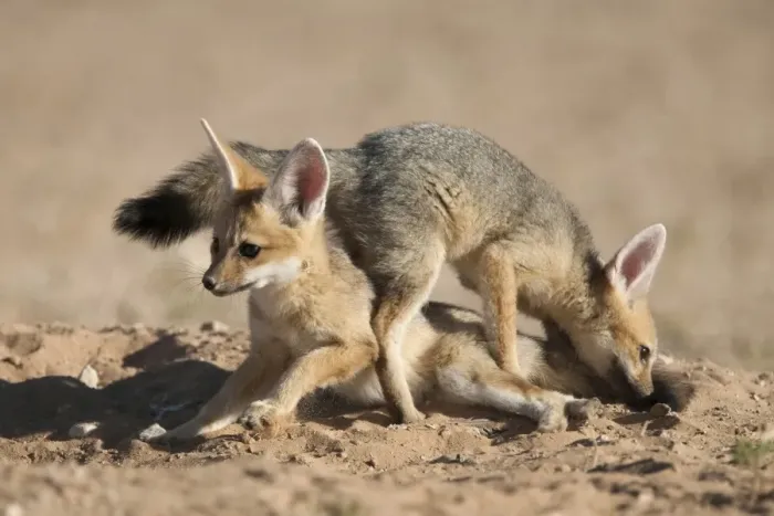 Framed Print : Cape fox (Vulpes chama) cubs playing, Kgalagadi Transfrontier Park, Northern Cape Framed Print : Cape fox (Vulpes chama) cubs playing, Kgalagadi Transfrontier Park, Northern Cape