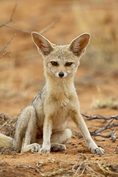 Cape fox (Vulpes chama), Kgalagadi Transfrontier Park, encompassing the former Kalahari Gemsbok National Park, South