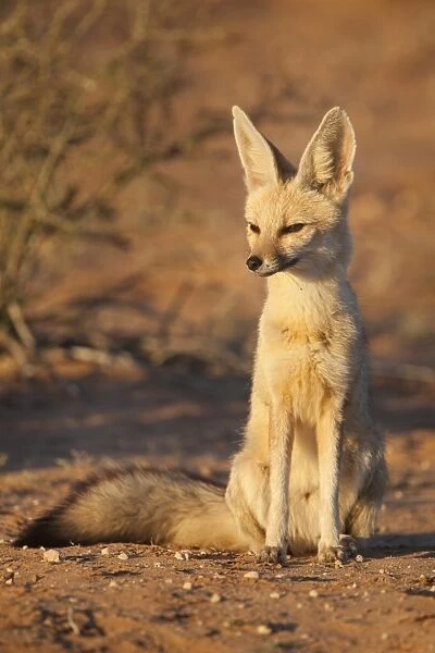 Cape fox (Vulpes chama), Kgalagadi Transfrontier Park, Northern Cape, South Africa
