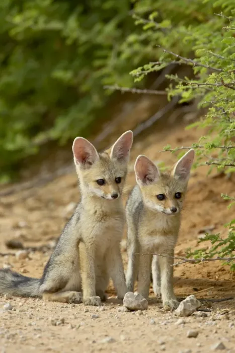 Framed Print : Two Cape fox (Vulpes chama) kits, Kgalagadi Transfrontier Park, encompassing the former Kalahari Gemsbok National Park, South Framed Print : Two Cape fox (Vulpes chama) kits, Kgalagadi Transfrontier Park, encompassing the former Kalahari Gemsbok National Park, South