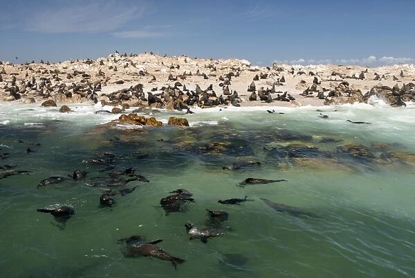 Cape fur seal colony (Arctocephalus pusillus) at Geyser Island, Dyer Island offshore from Klein baai, Western Cape, South Africa, Africa